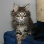 Rapsody, 7 weeks