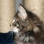 Rapsody, 7 weeks