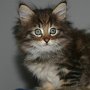 Raptor, 7 weeks