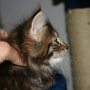 Raptor, 7 weeks