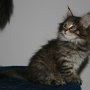 Raz d'Amhara, 7 weeks