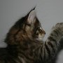 Raz d'Amhara, 7 weeks