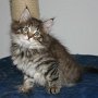 Raz d'Amhara, 7 weeks