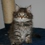 Raz d'Amhara, 7 weeks