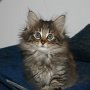 Reyna, 7 weeks