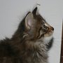 Reyna, 7 weeks