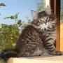 Raz d'Amhara, 9 weeks