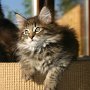 Raz d'Amhara, 9 weeks
