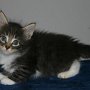 Ratatouille, 5 weeks