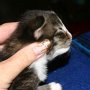 Ragnarök Freya, 2 weeks
