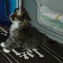 Ragnarök Freya, 4 weeks