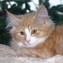 Sherazade, 12 weeks