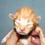Shinji, 1 day