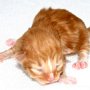 Shinzo, 1 day