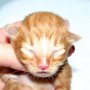 Shinzo, 1 day