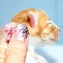 Shinzo, 1 day