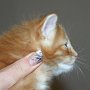 Sango, 4 weeks