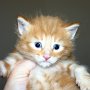 Sango, 4 weeks