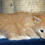 Sasori, 4 weeks