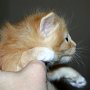 Sasori, 4 weeks