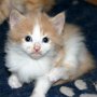 Setzuko, 4 weeks