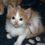 Setzuko, 4 weeks