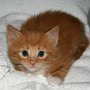 Shinji, 4 weeks