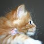 Shinji, 4 weeks