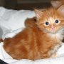 Shinzo, 4 weeks