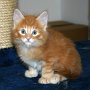 Sango, 6 weeks