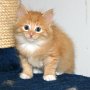 Sasori, 6 weeks