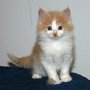 Setzuko, 6 weeks