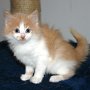 Setzuko, 6 weeks