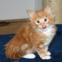 Shinji, 6 weeks