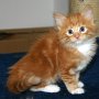 Shinji, 6 weeks