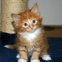 Shinzo, 6 weeks