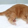 Sango, 9 days