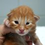 Sango, 9 days