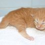 Sasori, 9 days