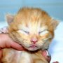 Sasori, 9 days