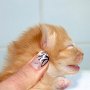 Sasori, 9 days