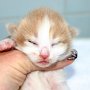 Setzuko, 9 days