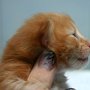 Shinji, 9 days
