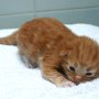 Shinji, 9 days