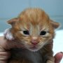 Shinji, 9 days