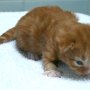 Shinzo, 9 days