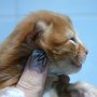 Shinzo, 9 days