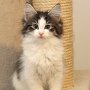 Saruman, 10 weeks