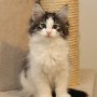 Saruman, 10 weeks