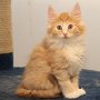Sauron, 10 weeks